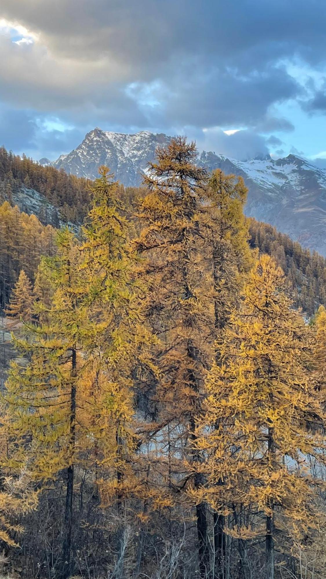 Апартаменты Les Gentianes 1800 Пюи-Сен-Венсан Экстерьер фото